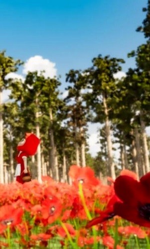 ������ϷС��ñ (1)